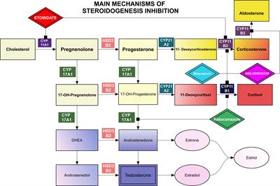 Individualized medical treatment options in Cushing disease